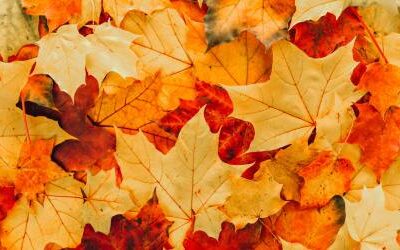 Reset and Renew: Embracing the Autumn Equinox and Self-Care