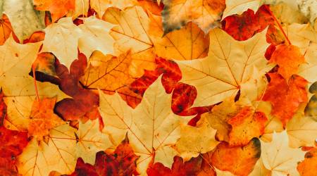 Reset and Renew: Embracing the Autumn Equinox and Self-Care